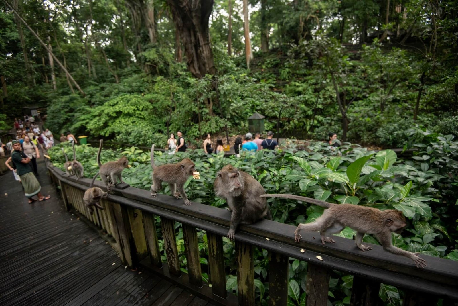 Ubud Private Tour