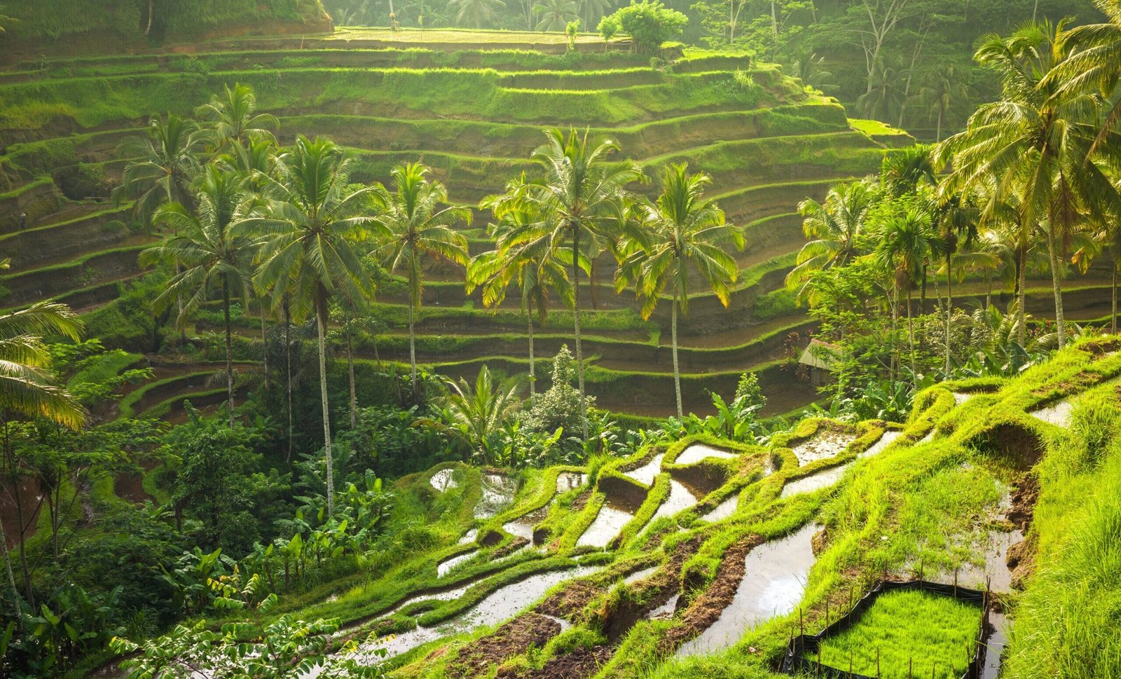 Ubud Private Tour